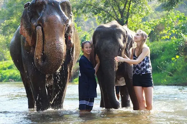 Parc naturel des elephants 600